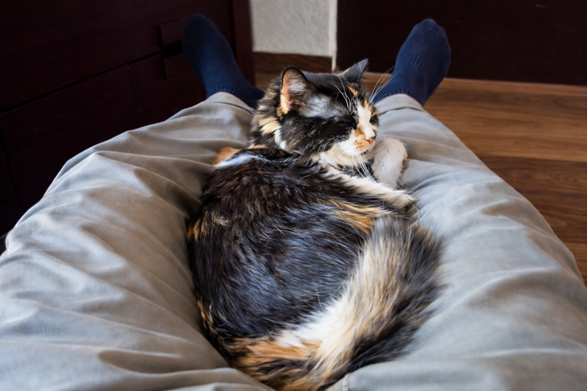 Кошка спит между ног хозяина 