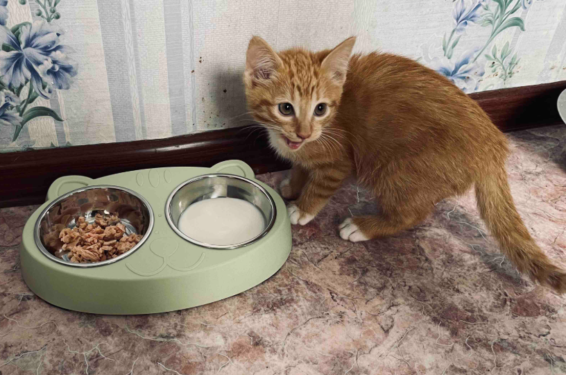 Двойная миска — зло: почему еда и вода для кошки никогда не должны стоять рядом
