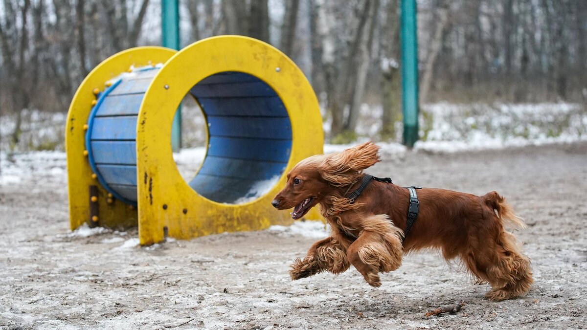    Фото: ИЗВЕСТИЯ/Сергей Лантюхов