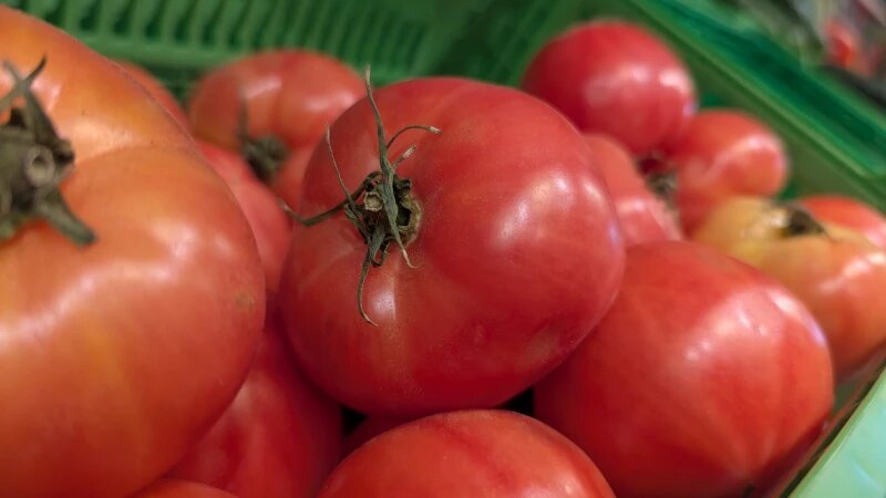     Помидоры. Анастасия Панченко