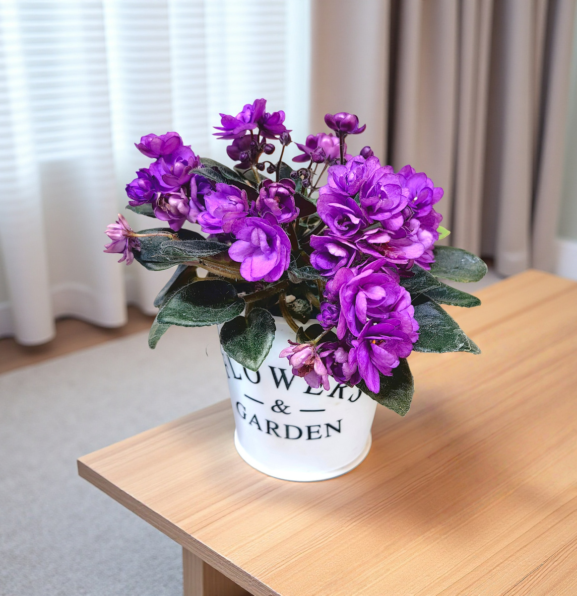 цветение моей нынешней фиалочки полумини ЛЕ-Ника. Цветет взахлеб всю зиму и стала очень яркой!