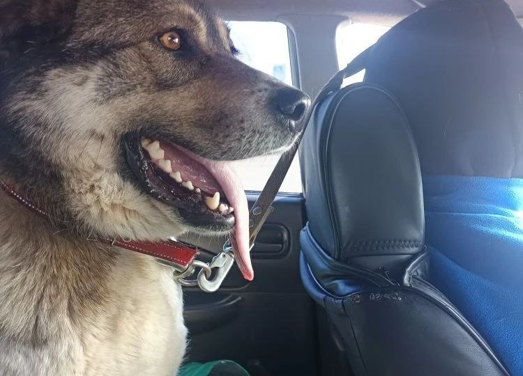 Ни на крупу, ни на дрова мы, пока не собрали, боремся дальше