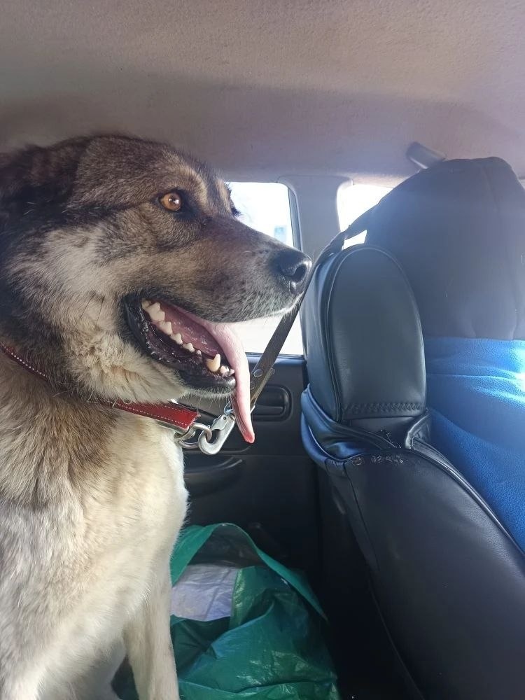 Одна из двух собачек доноров, возвращается из вет.клиники в приют. Собаки приюта, помогают спасать жизнь других собак. Видео с рассказом размещено сегодня на канале. 