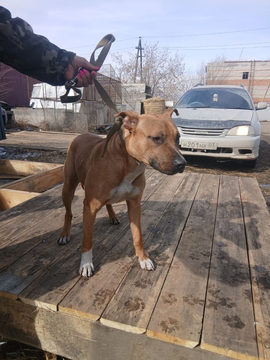 Эта собака найдена на улице, неравнодушные люди попросили её приютить. На улице такой собачке, да ещё в холодное время, выжить трудно