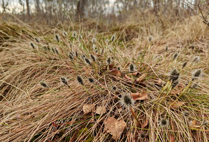 Фото: в Ленобласти зацвела пушица