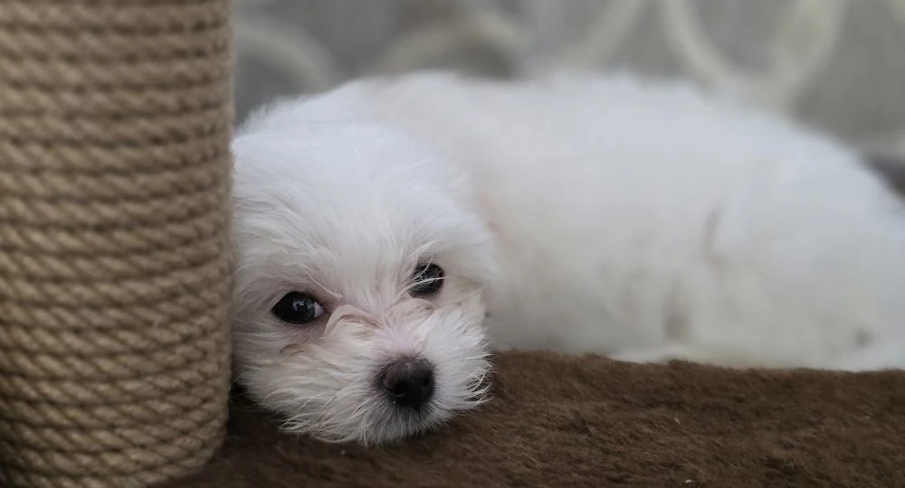 Мальтийская болонка Буся. Сон щенка🐕Как поменять режим?!