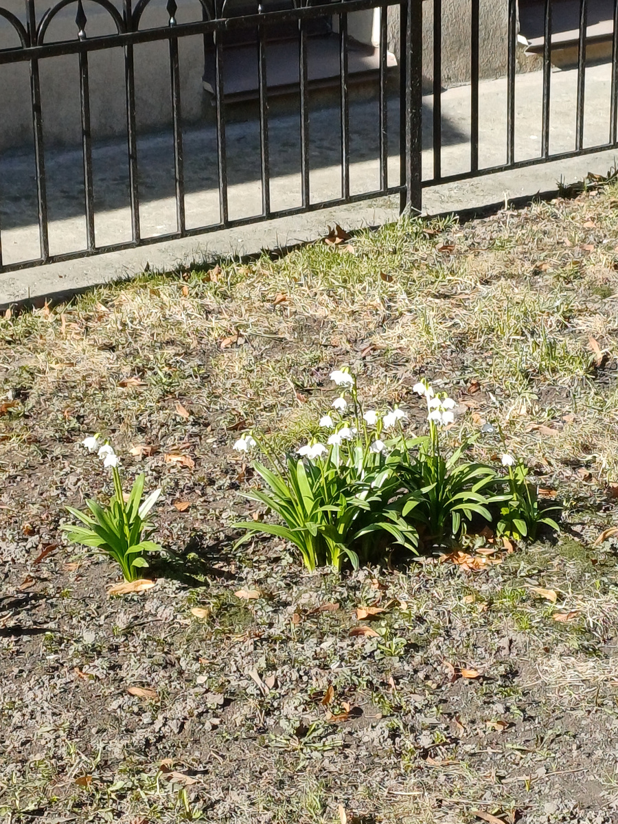 Белоцветник весенний