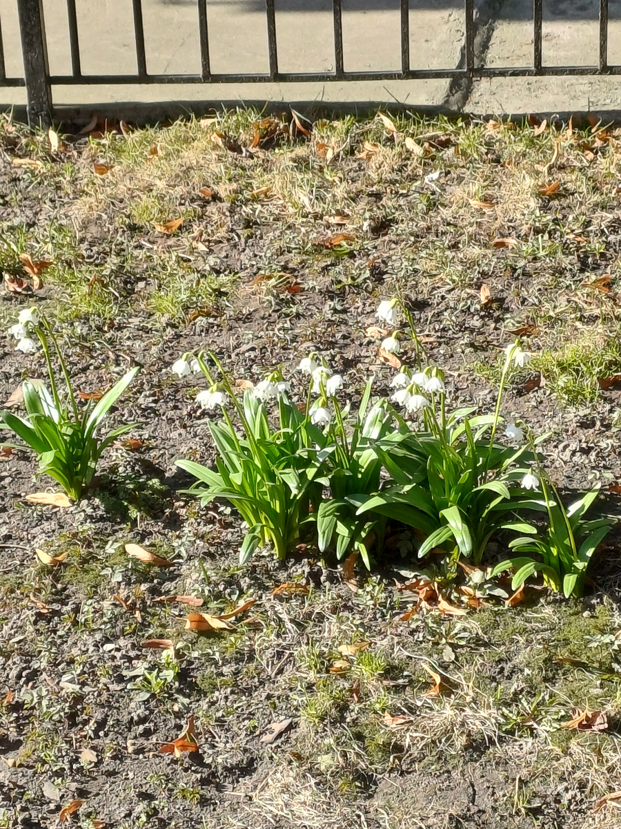 Белоцветник весенний