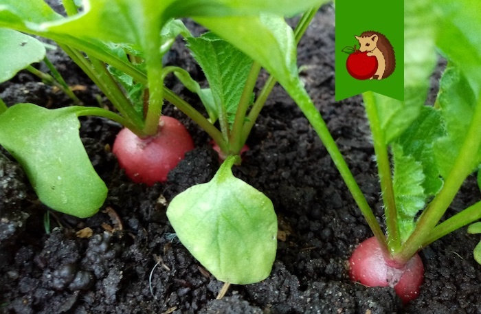 Чтобы редис в теплице НЕ ушел в ботву, а дал крупные и крепкие корнеплоды: 5 правил посадки