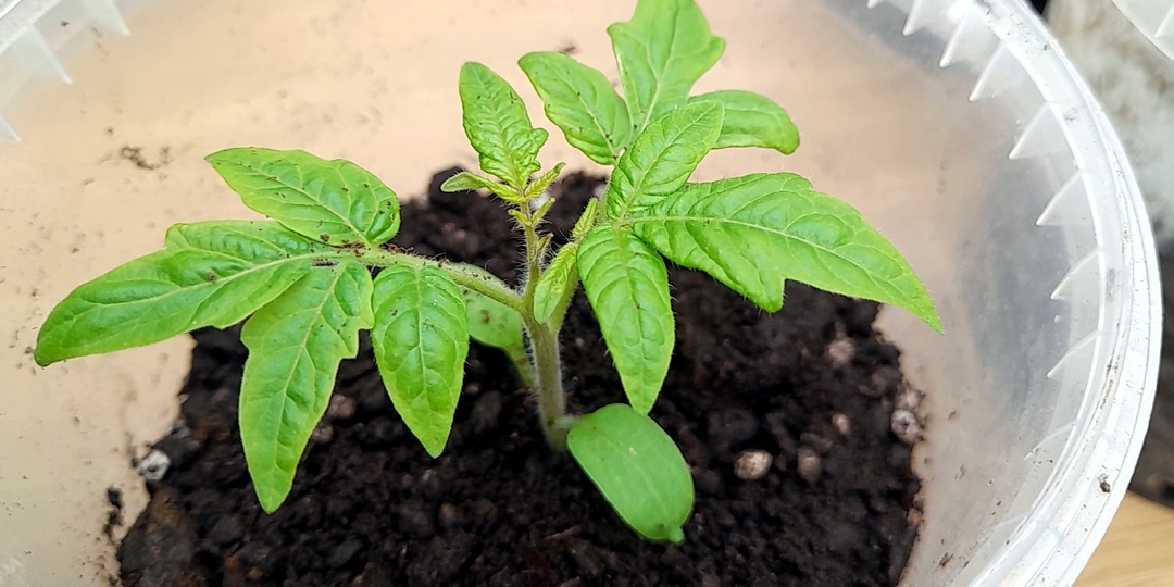 Первая подкормка рассады томатов. Чем подкормить рассаду в апреле и мае. Проверенный график подкормки рассады.