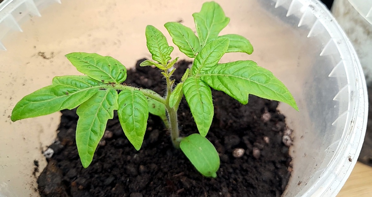 Чем подкормить рассаду в апреле и мае. Проверенный график подкормки рассады. Фото автора