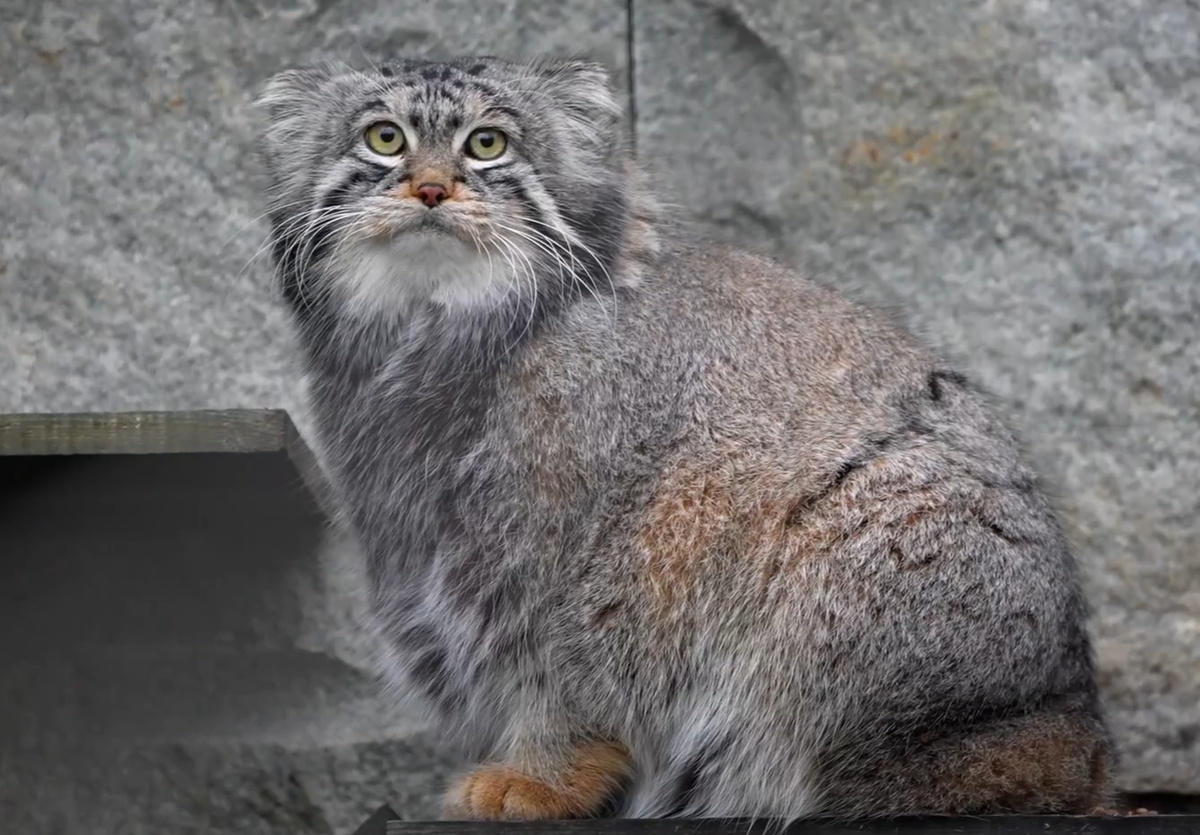    Фото: скриншот из видео про манула Тимофея