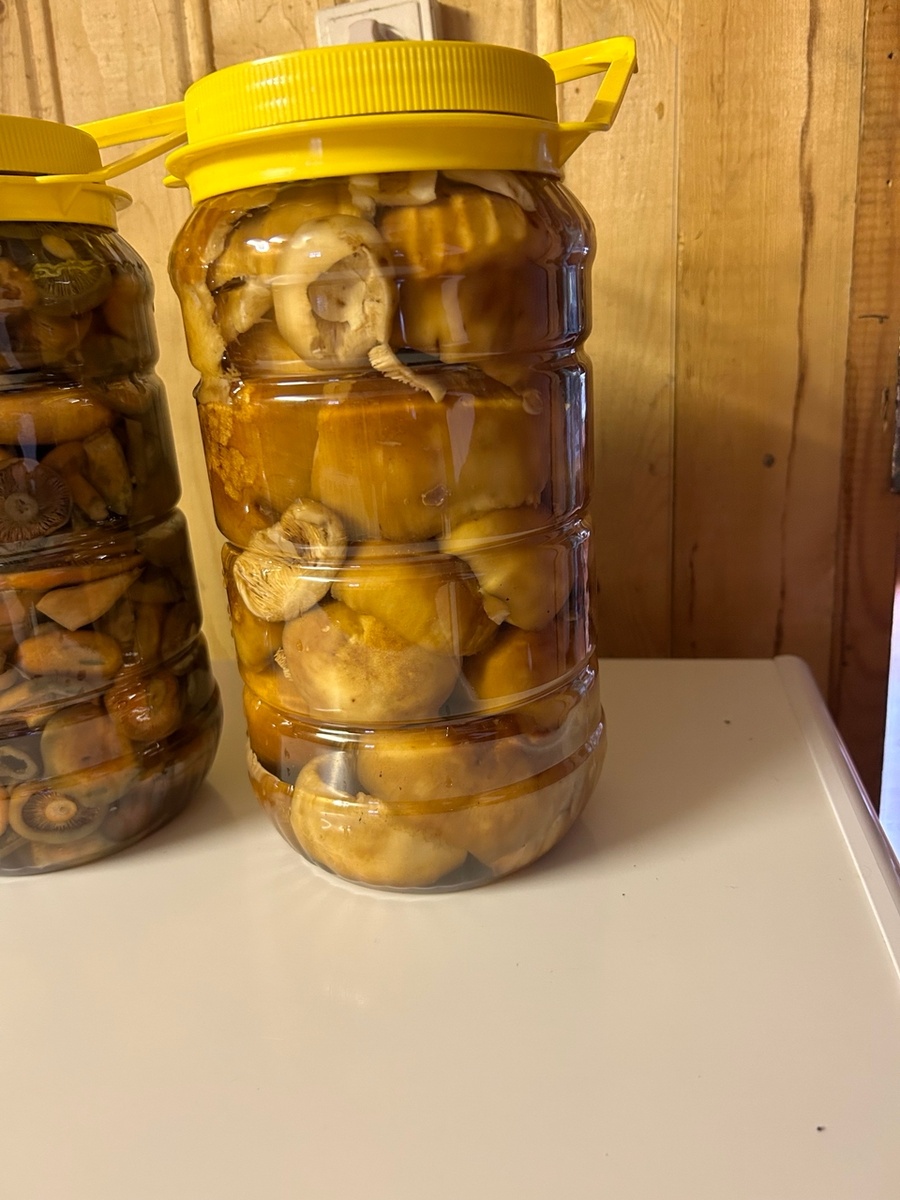 вымочены и подготовлены к транспортировке домой, для последующей засолки