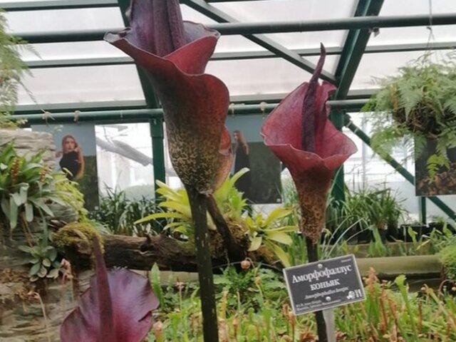    Фото: hortus.msu.ru