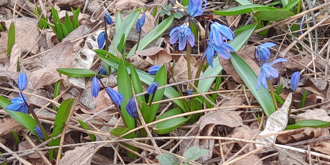 Пролеска сибирская (Scilla sibirica): весеннее чудо в объективе камеры