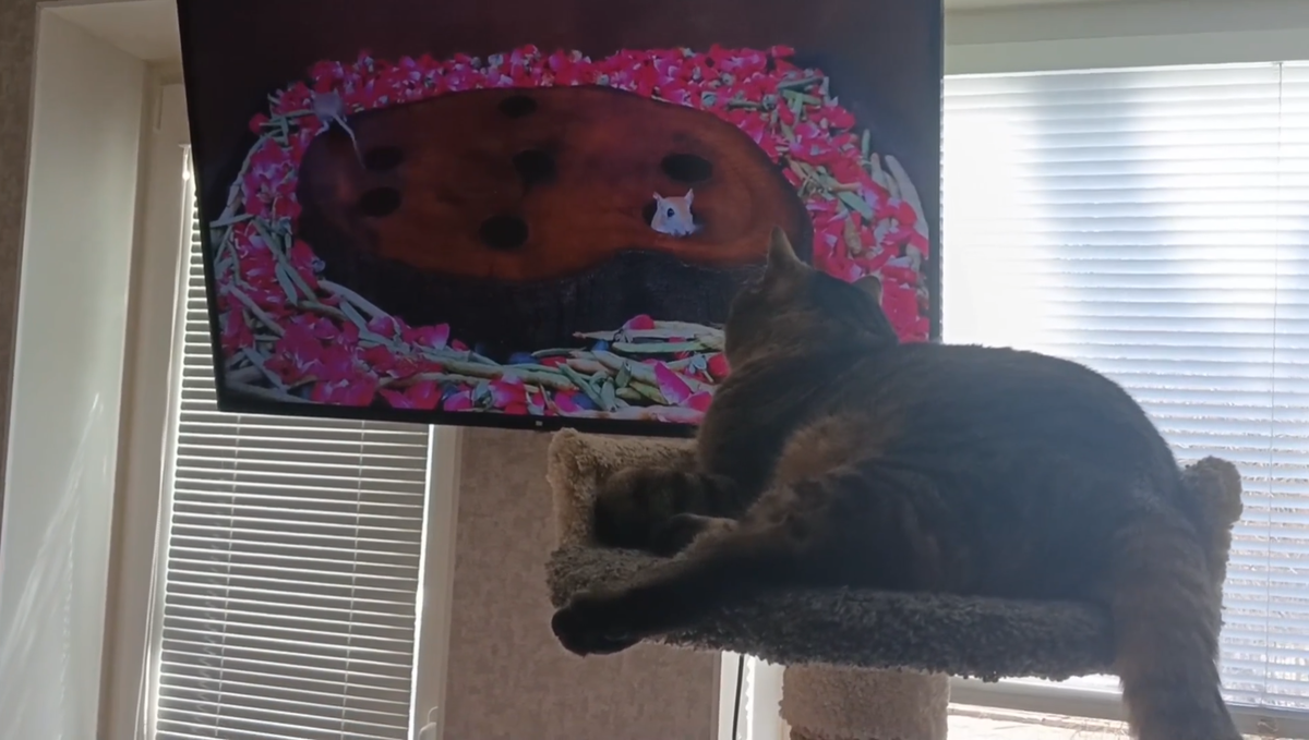 Кота Столица передержка кошек, отель для кошек в Санкт - Петербурге