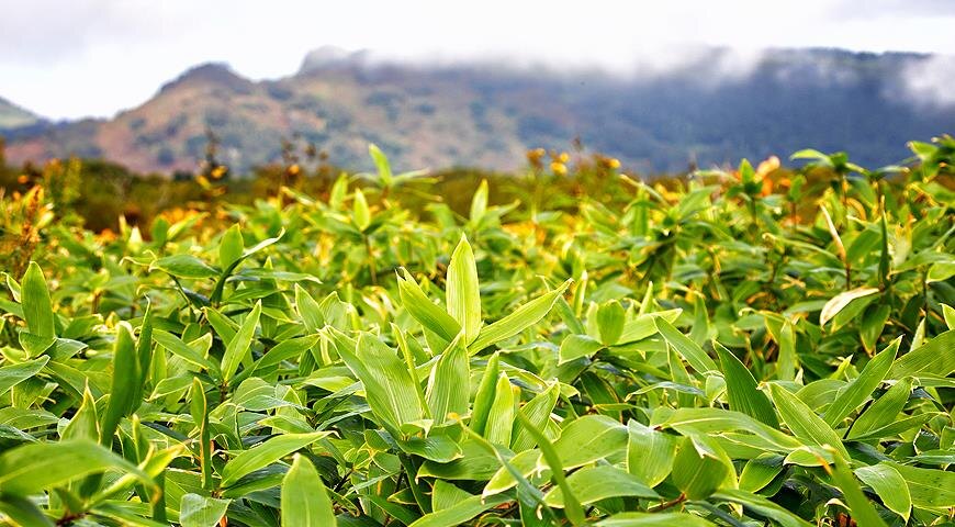 Саза, или курильский бамбук: лесной гость с Востока