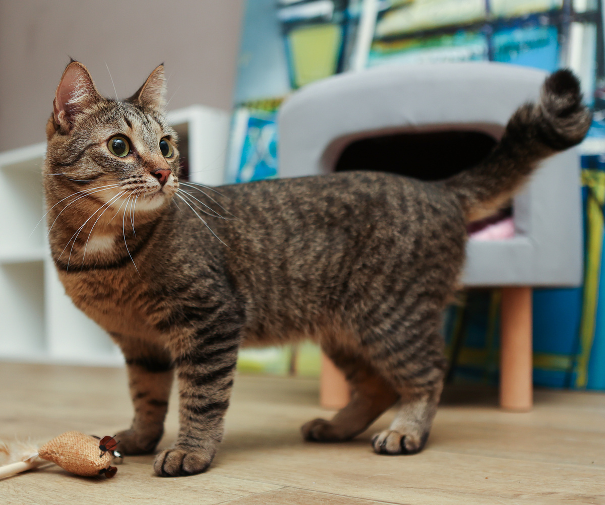 А как можно на 100% быть нудной идеальной кошкой? 