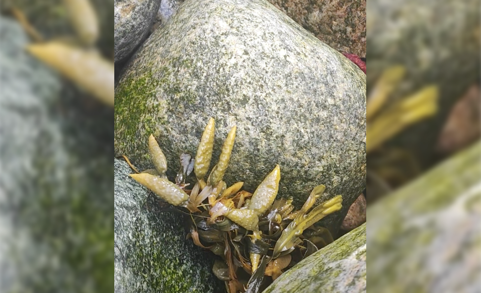 Фото: https://rutube.ru/shorts/b7bf59739f09505004eea6f840409ff0/