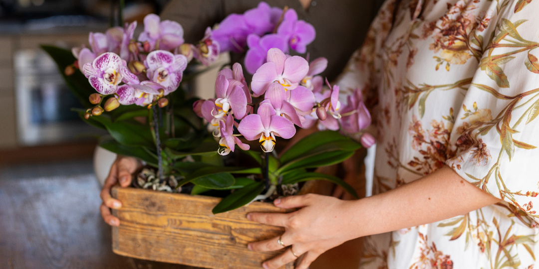 7 орхидей спасла зимой простыми средствами: мой опыт и рецепты