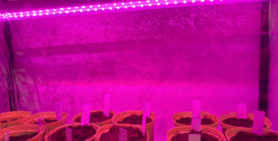 Это точно навредит рассаде в пасмурные дни