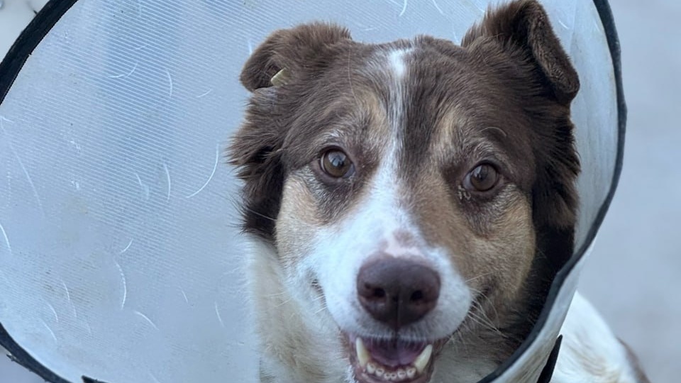 Напоминаем, что в стационаре проходит лечение собака Маша