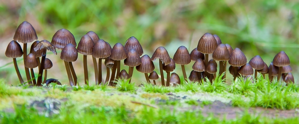 Фотография из интернета