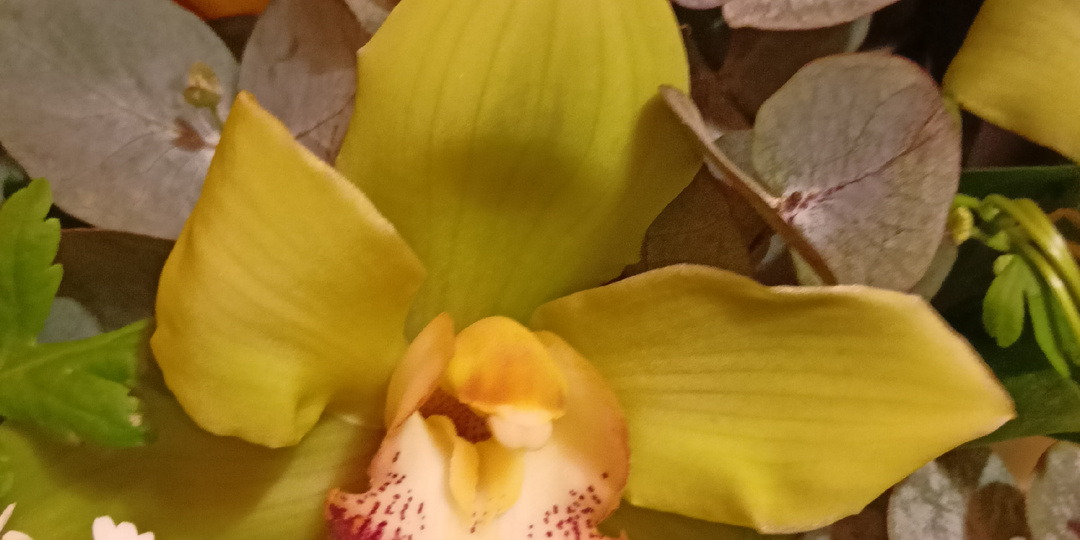 Пн. 23.03.26 г. Нам 23, мы уже большие 🤱. Белые розы, жёлтые тюльпаны...