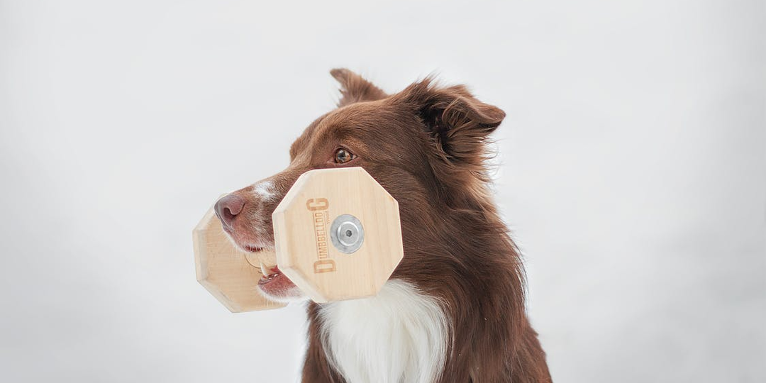 «Пять признаков того, что вашему псу пора уходить с площадки»: О чем молчит ваш лабрадор, когда прячется под скамейку