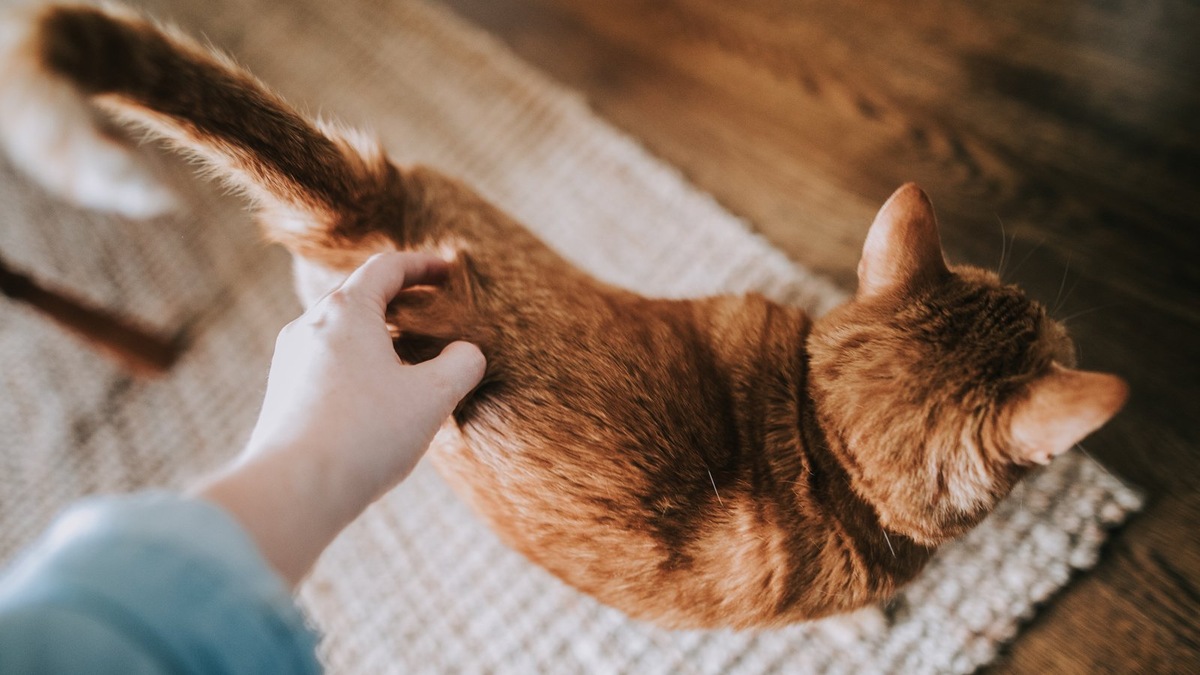    Питомцы с особенностями здоровья требуют дполнительного внимания и ухода