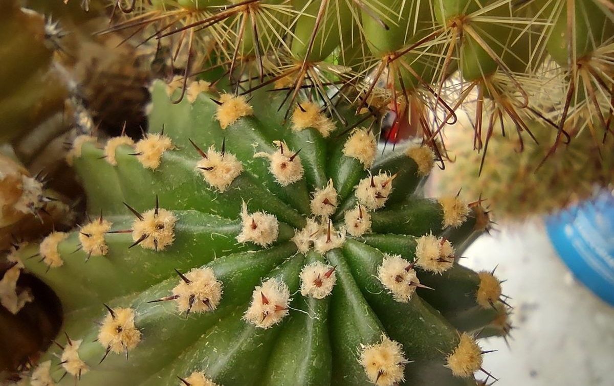 Просто кактус