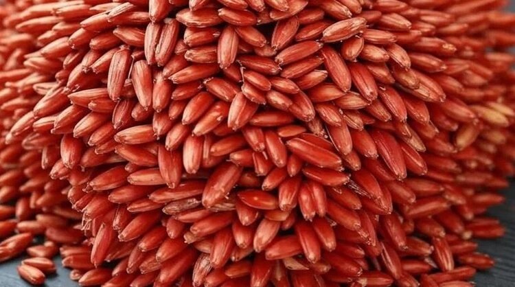    Фото: Медведева Анна, AgroXXI.ru