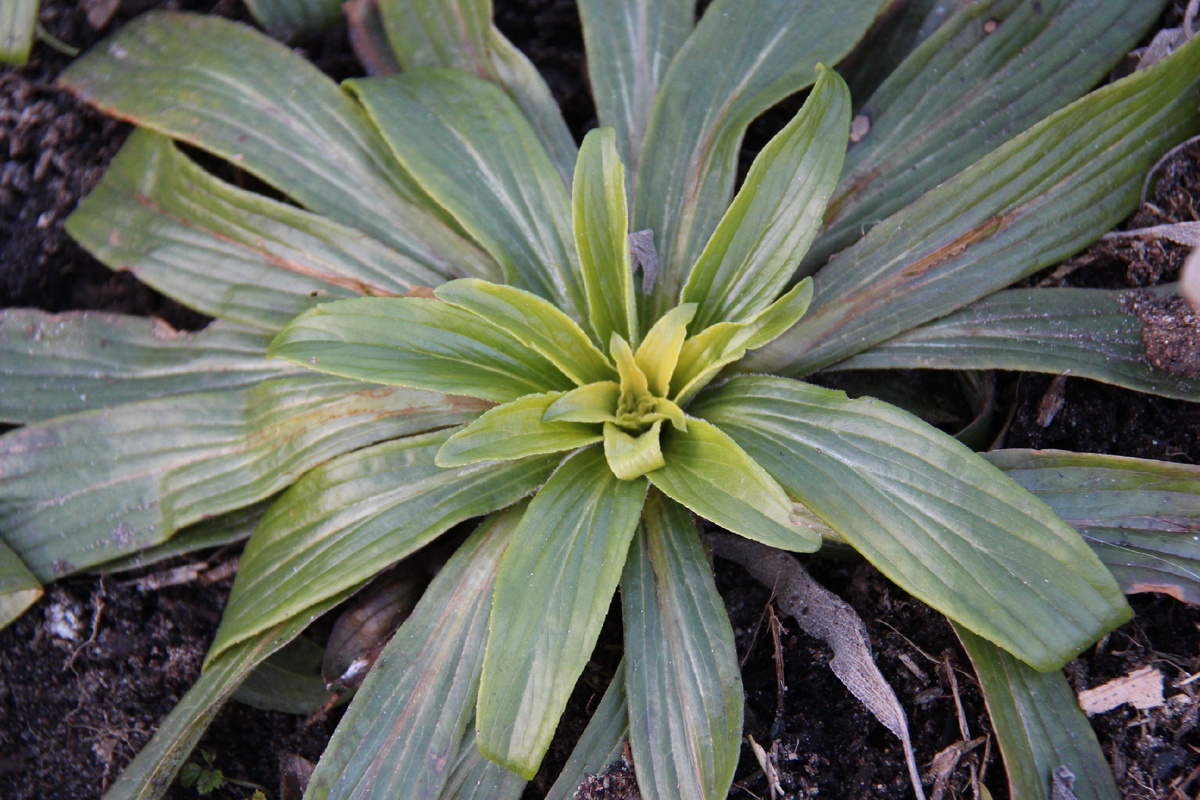 Многолетняя наперстянка