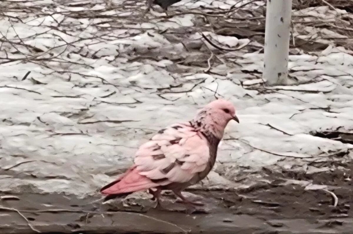    Омское «дитя заката» гуляет по Левобережью