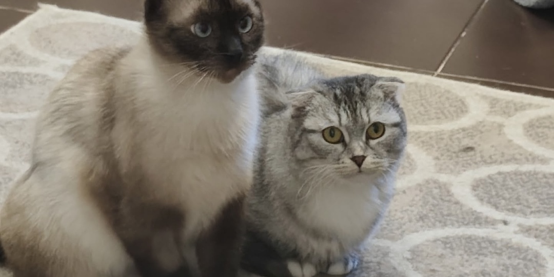 Кошки Рыся и Незабудка нашли дом🏠🥳