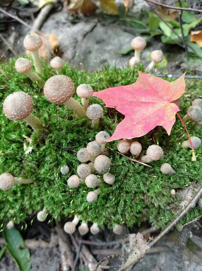 Фото из личного архива. Грибалка в Барсуках Курской области.