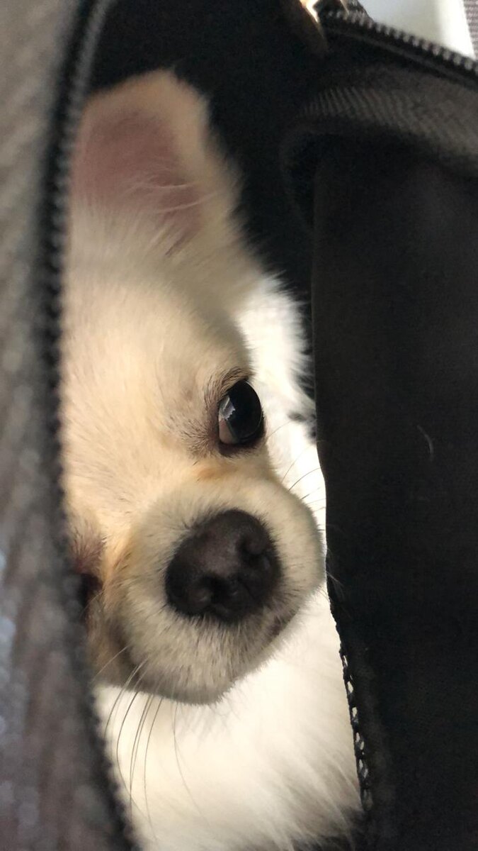 В ожидании полета 🐾