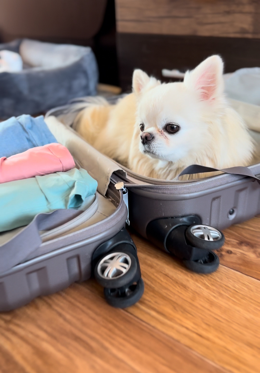 Наш путешественник всегда готов. 🧳