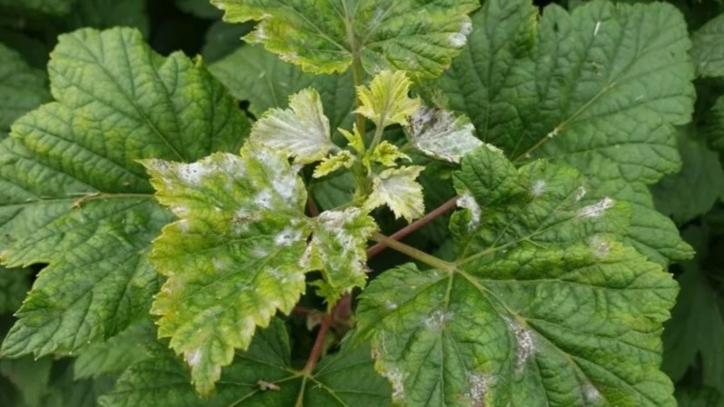 Делаю весеннюю обработку смородины в 3 этапа. Мучнистая роса не появится за весь сезон