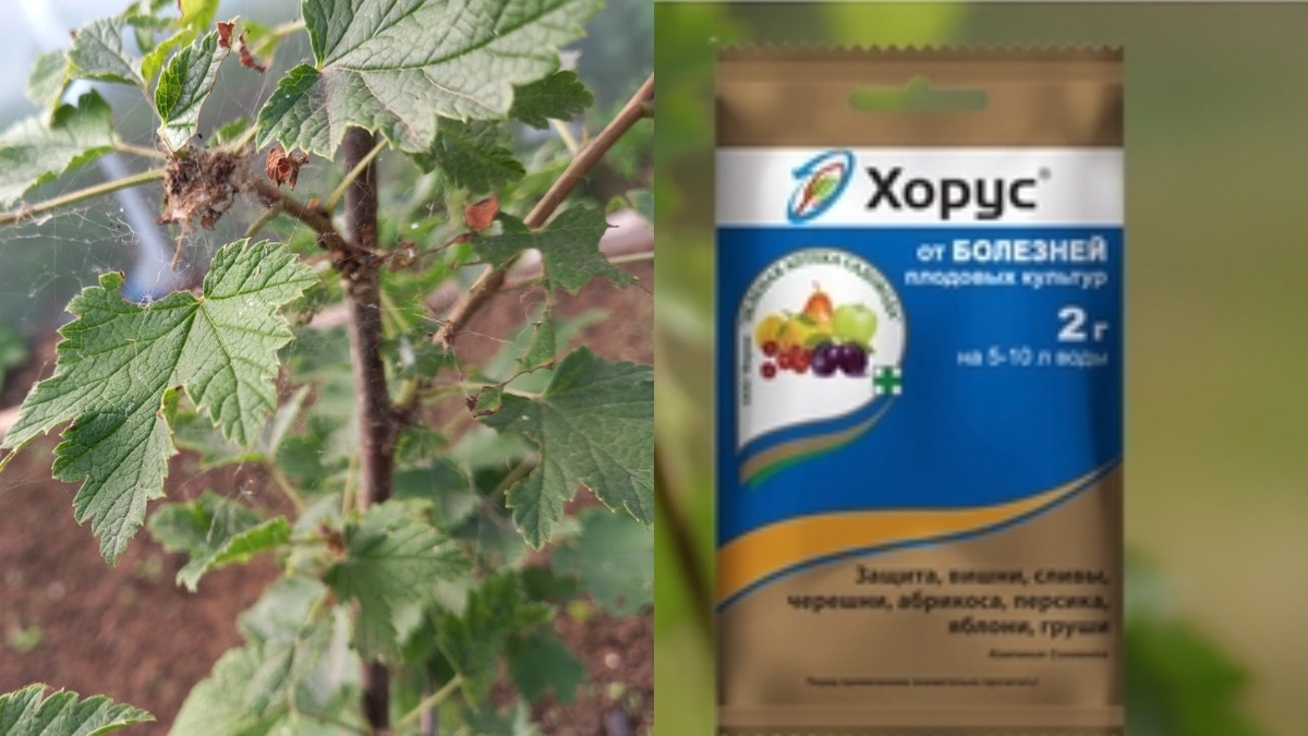 Использование Хоруса при обработки смородины