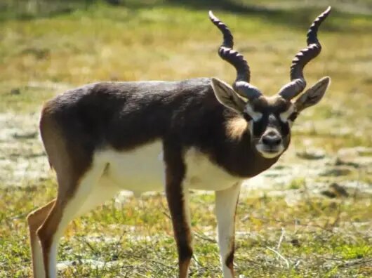    Антилопа Гарна // Фото пресс-службы Ростовского зоопарка