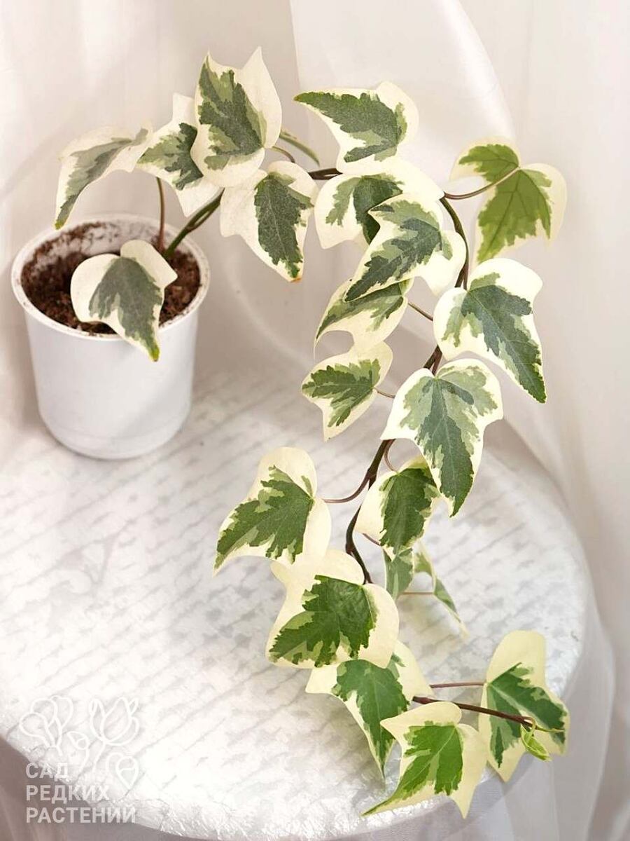 Плющ канарский вариегатный - Hedera canariensis var
