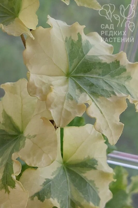 Hedera helix Clotted Cream