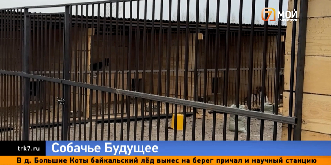 Донаты резко просели — приют для собак в Красноярске рискует замедлить строительство