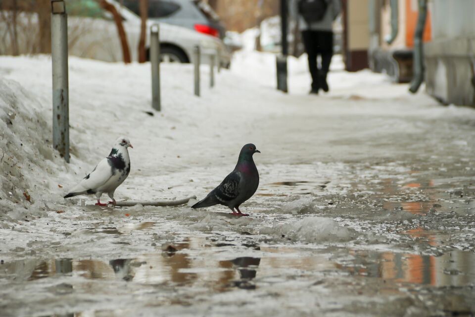    Слякоть и гололед в Барнауле. Источник: Виталий Барабаш