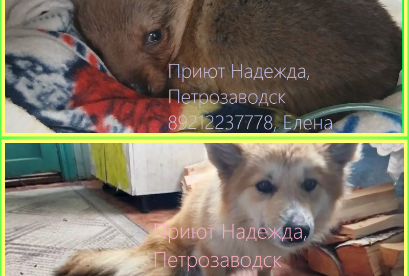 Ежик и Чапа настрадались на 100 лет вперед