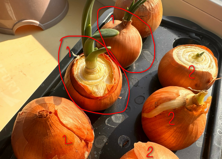 Срезала верхушку у лука и пожалела, что не делала этого раньше: 4 способа вырастить перо без мошек