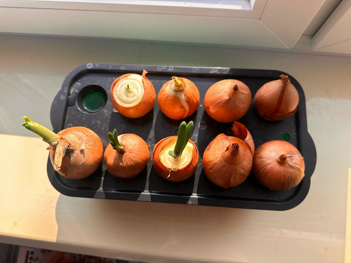 Выращивание лука на перо на подоконникие