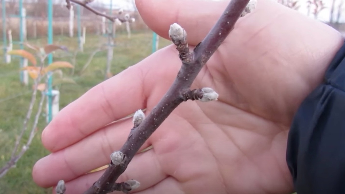 Набухли почки — с медным купоросом опоздал. Теперь только бордоская смесь