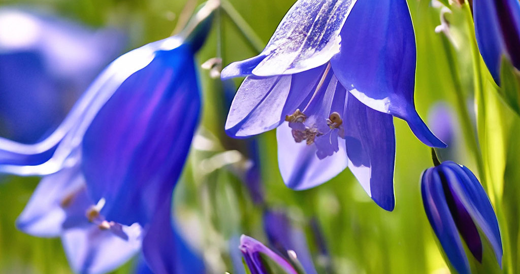 Колокольчик